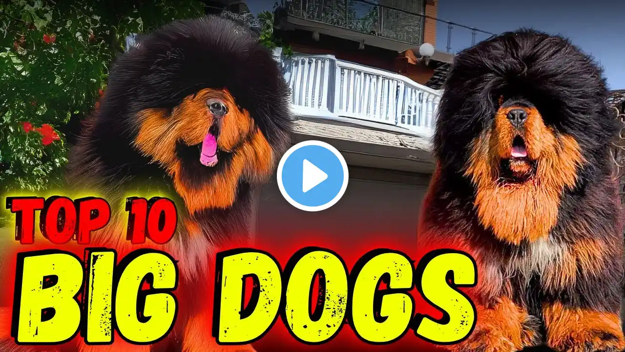 TOP 10 BIGGEST DOG BREEDS | Top 5ology