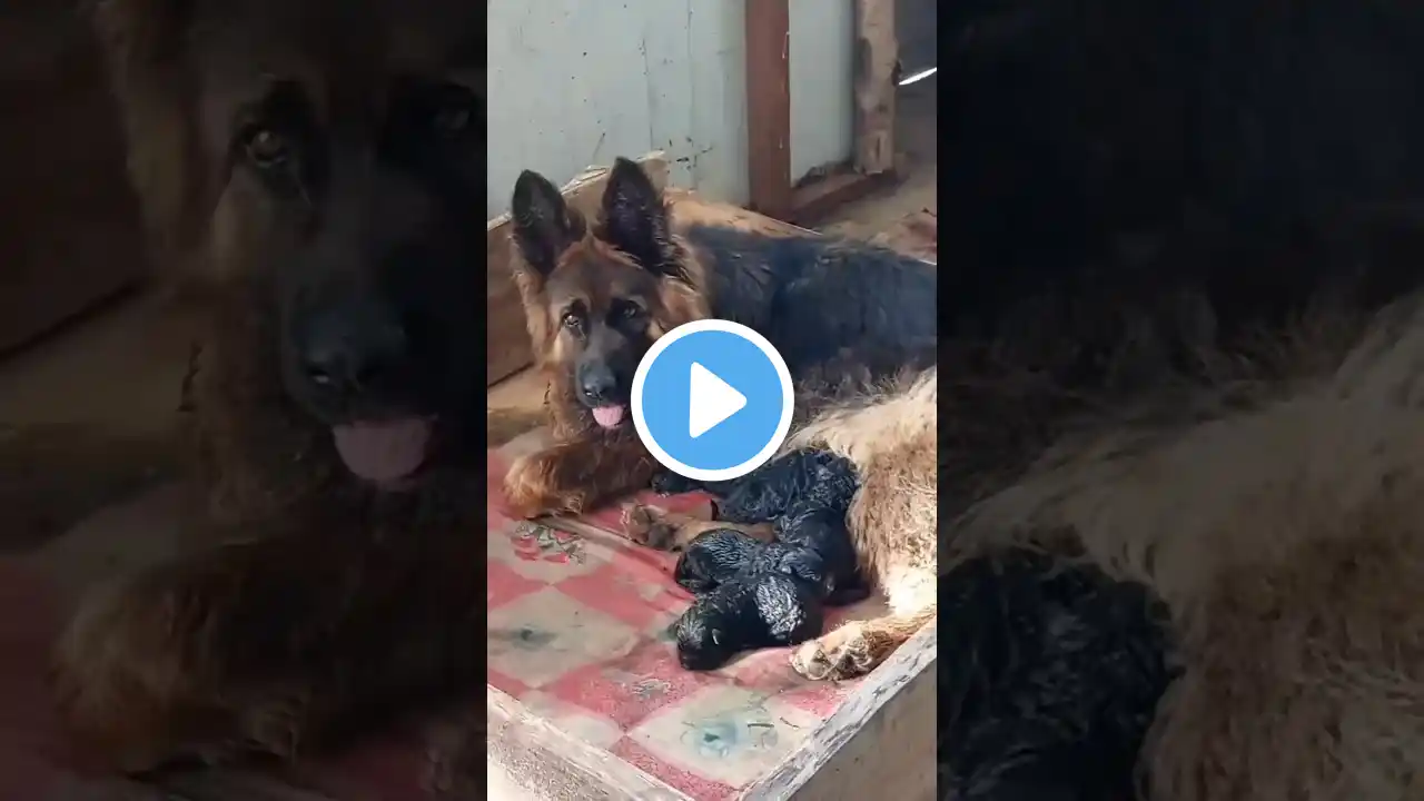 import bloodline Long coat German Shepherd puppies #shorts #youtube #shortvideo #tiktok #short