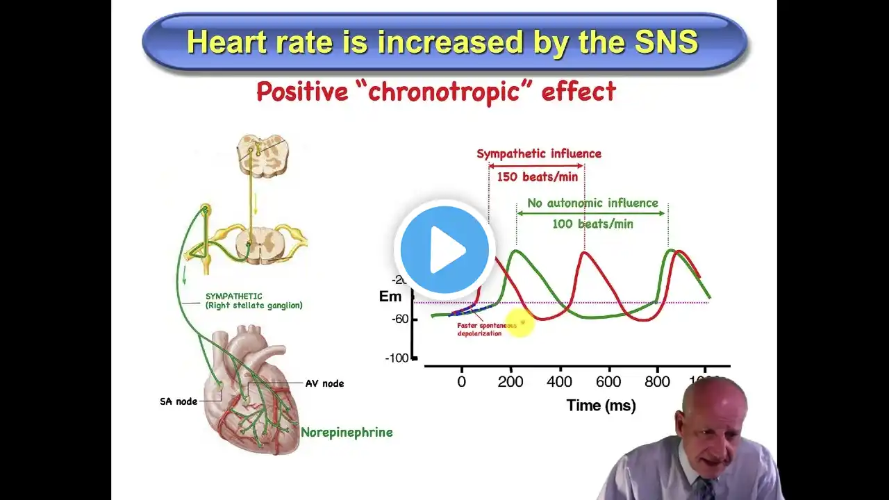 Cardiovascular Physiology Lecture 3 (Excitation of the Heart) Part 1