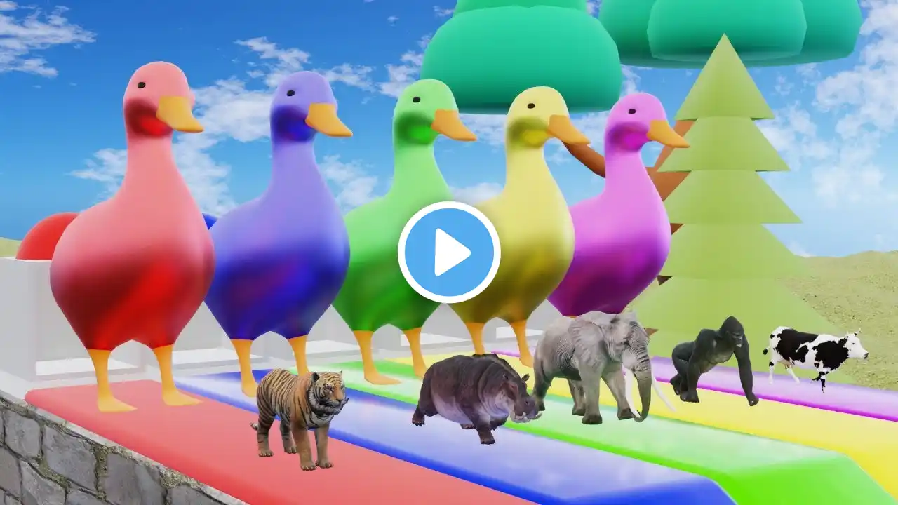 5 Giant Duck Cartoon,Cow,Elephant,Tiger,Lion,Giraffe,Paint Wild Animals Crossing Fountain Animation