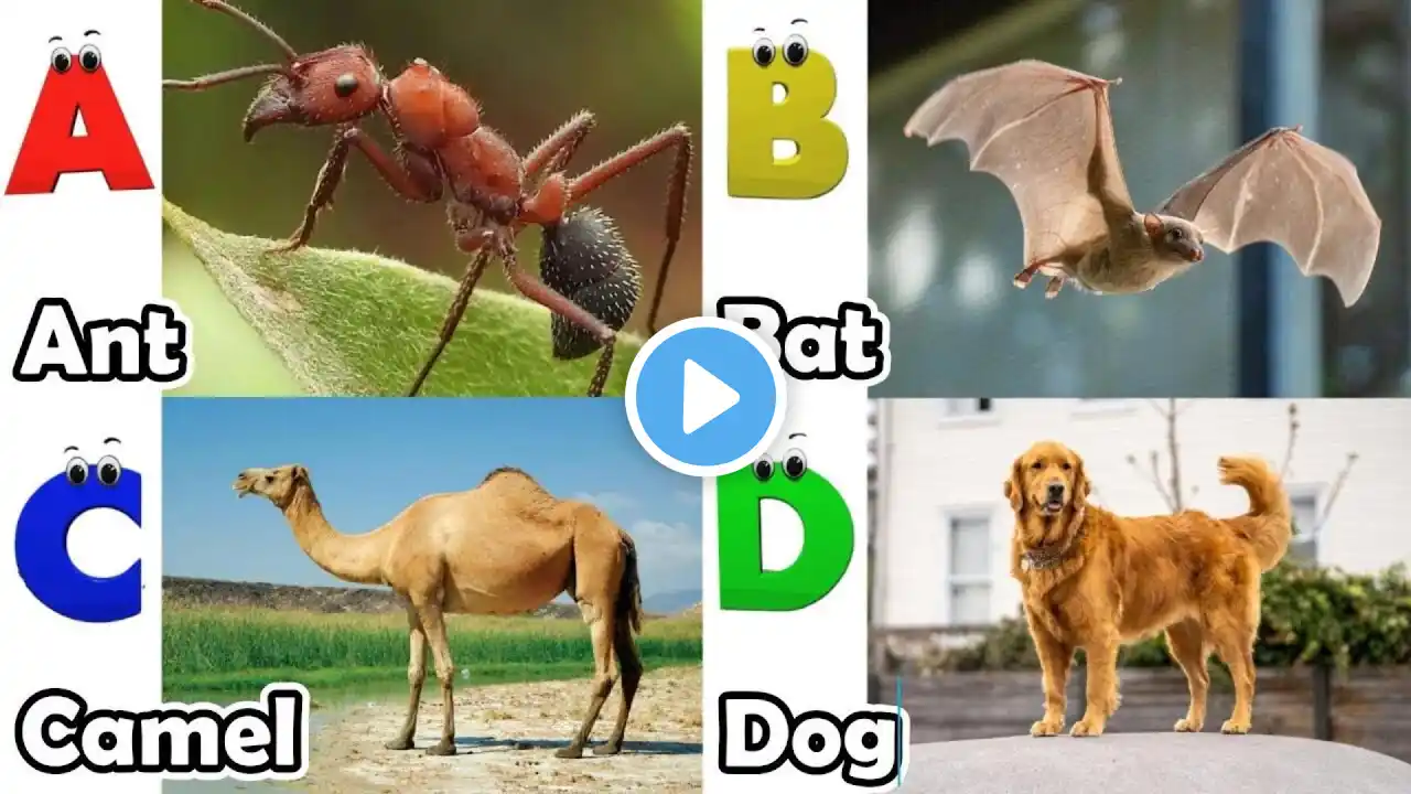 ABC Pet Animals Song | Fun way to learn English and Animals for Kids