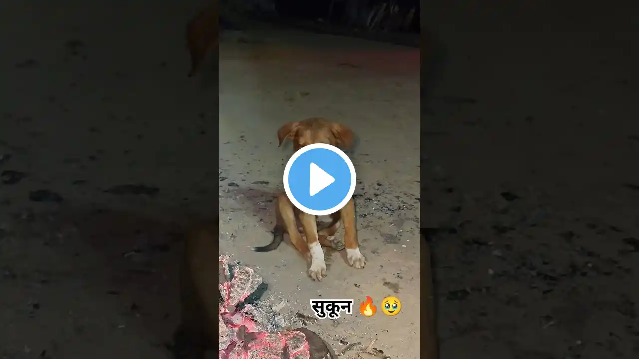 please support me🙏❣️🐕#shorts #shortvideo #dogvideos #shortfeed #doglovers #short #viralshorts