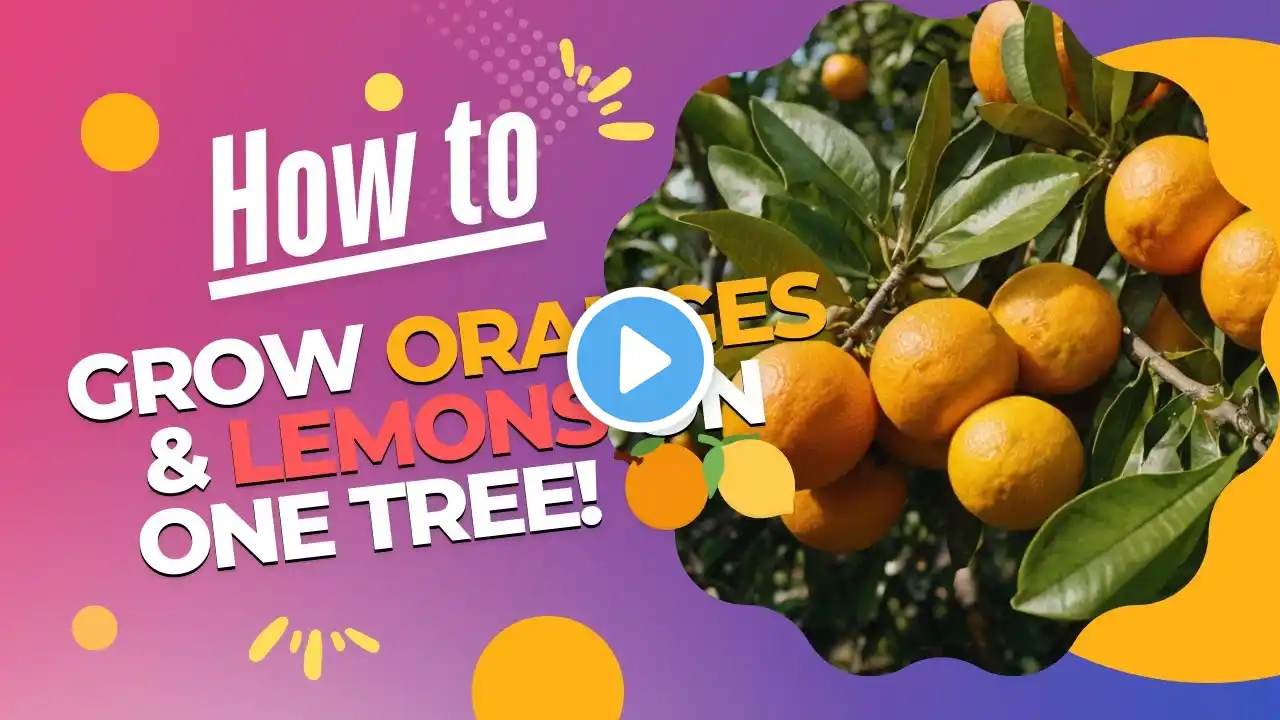 How to Grow Oranges and Lemons on One Tree