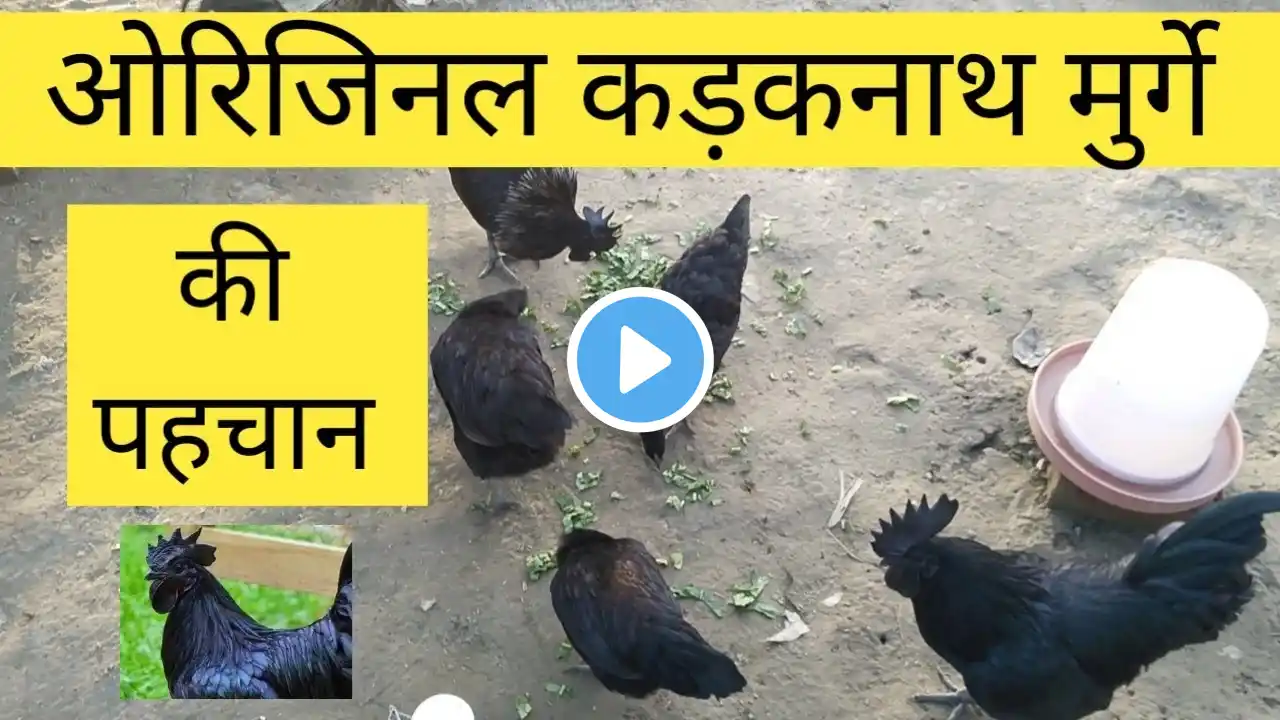 ओरिजिनल कड़कनाथ मुर्गे की पहचान |kadaknath chik ki pahchan | original kadaknath murga kaise pahchane