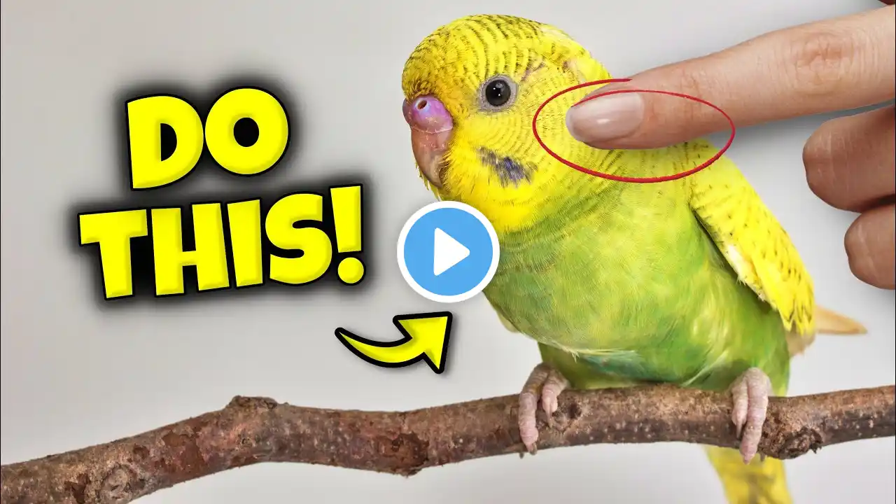 Things That Mean A LOT to Your Bird