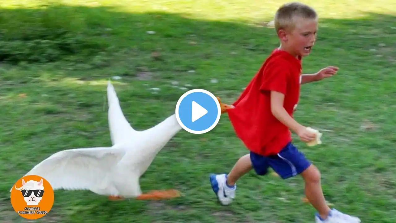 Funny Goose Chasing Babies Compilation || Just Funniest