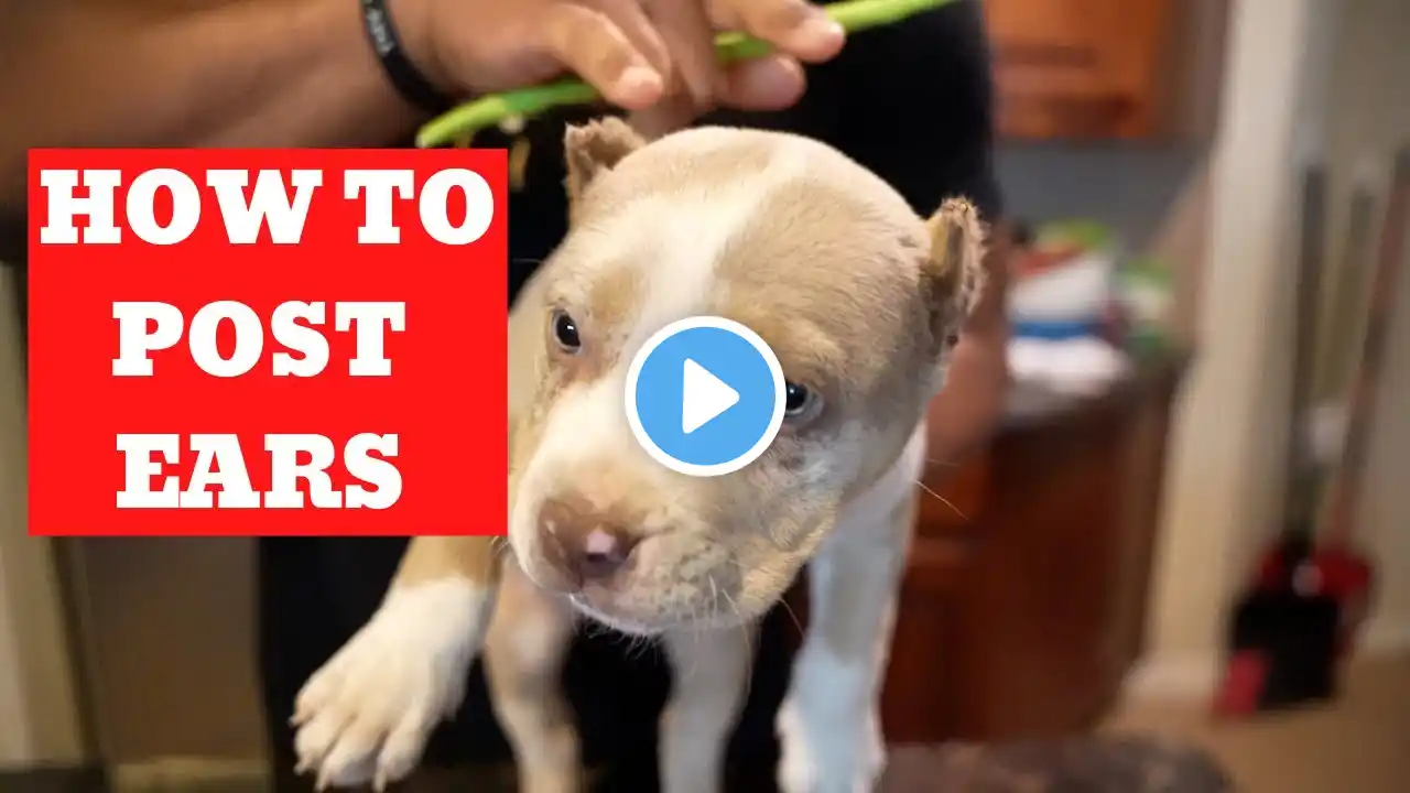 How to Post a Puppies Cropped Ears