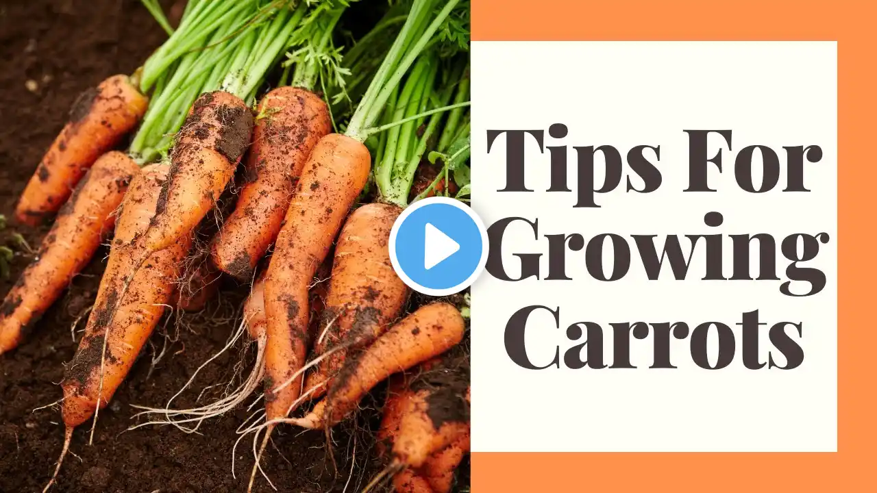 Growing Carrots For Beginners in Zone 6