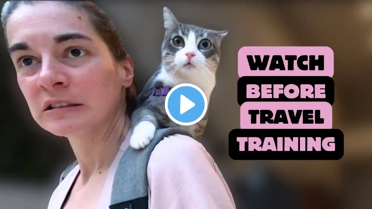 5 Things I Wish I Knew Before Traveling with My Cat