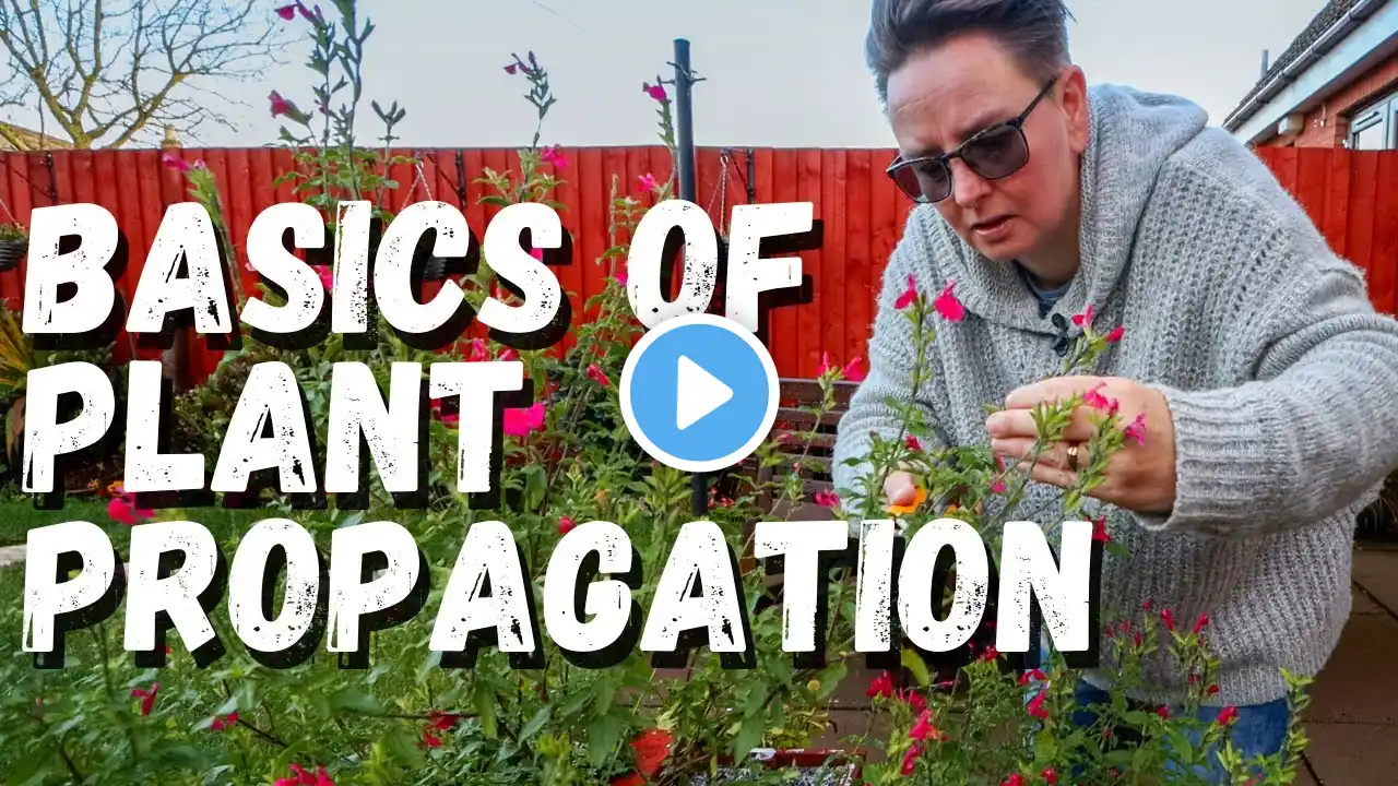 Taking salvia cuttings