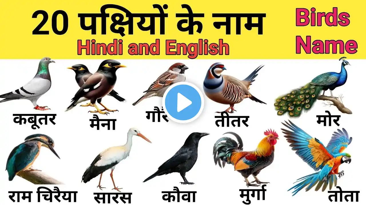 Birds Name | Learn Birts Name Hindi & English Language Both | Birts Names | पक्षियों के नाम