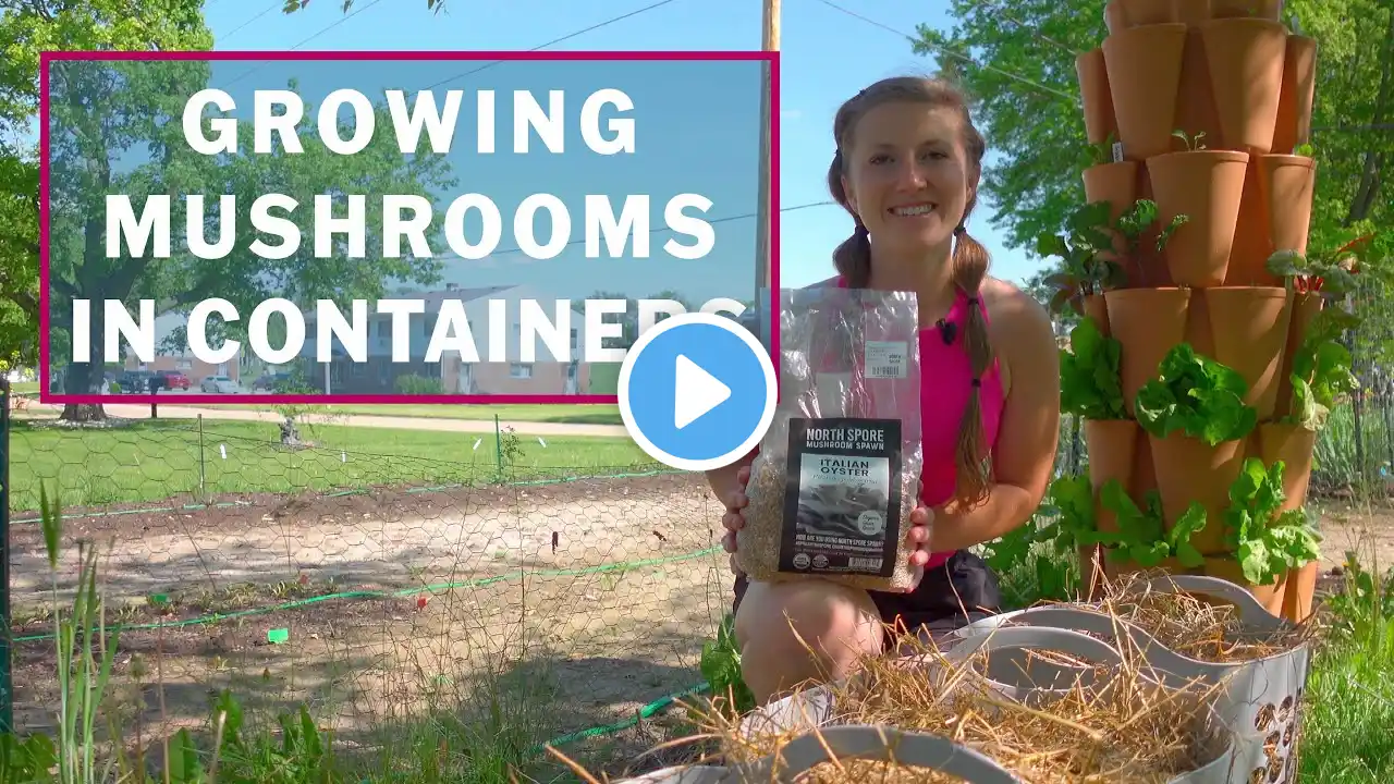 How to Grow Mushrooms in Containers: Easy Step-by-Step Instructions