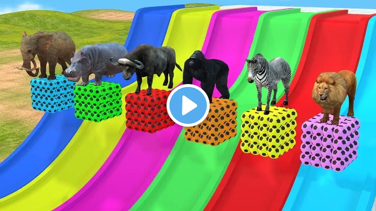 Long Slide Game With Elephant Gorilla Buffalo Hippopotamus Tiger - 3d Animal Game - Funny 3d Animals