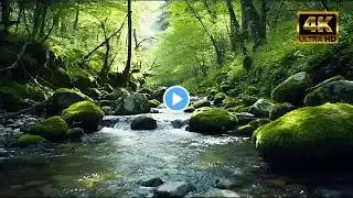 Immerse Yourself In Nature's Symphony: Relaxing River Sounds With Stunning Forest Views