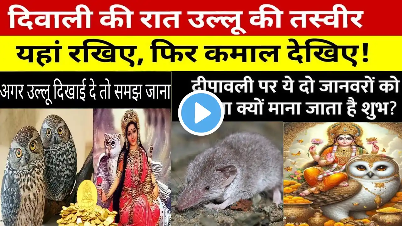 Diwali 2024: दिवाली पर सफेद उल्लू और छछूंदर दिखने का क्या मतलब है?