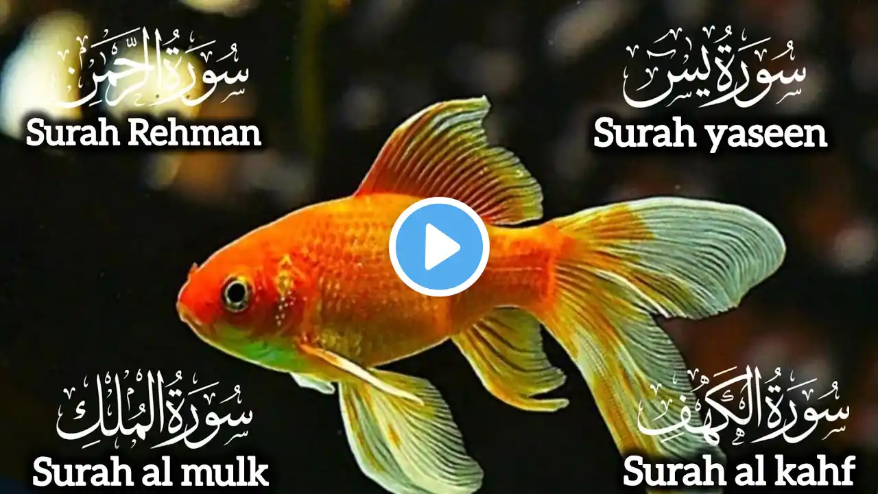 Surah Yaseen | ๐งก๐๐๐น| Best Recitation Of Surah Yasin |Surah Ar Rahman | Episode 123 | Yaseen Tilawat