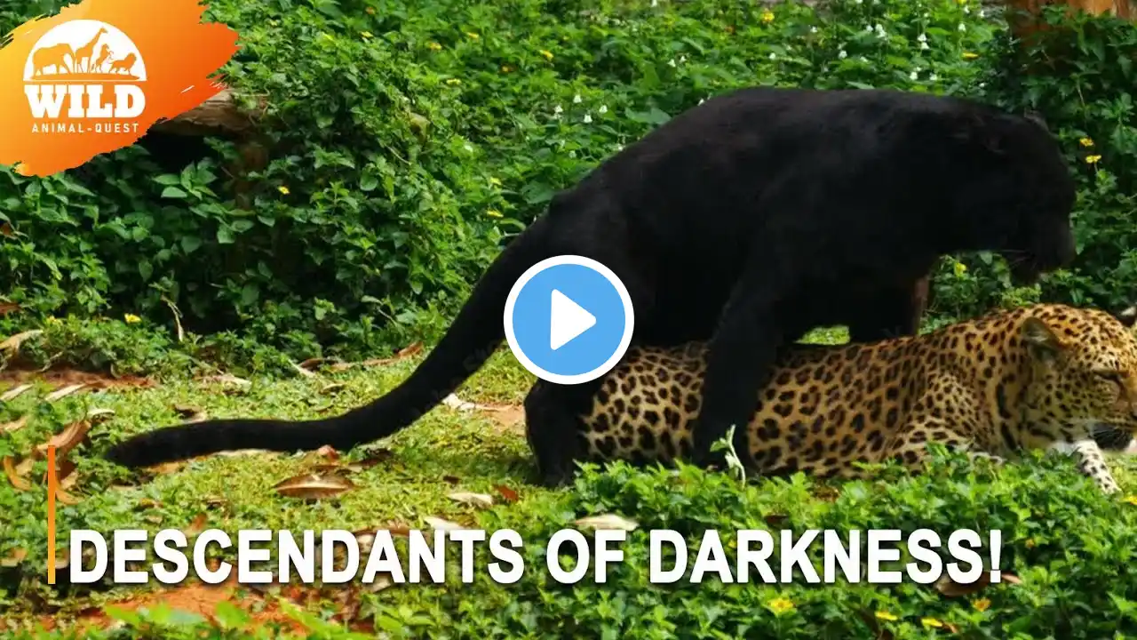 Wild Kabini | Secrets Of The Black Panther The Invisible Assassin | Animal Documentary