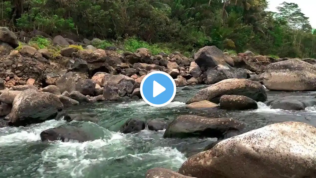 Serene River Flowing Through Forest | Soothing Water Sounds | Relaxing Stream for Sleep