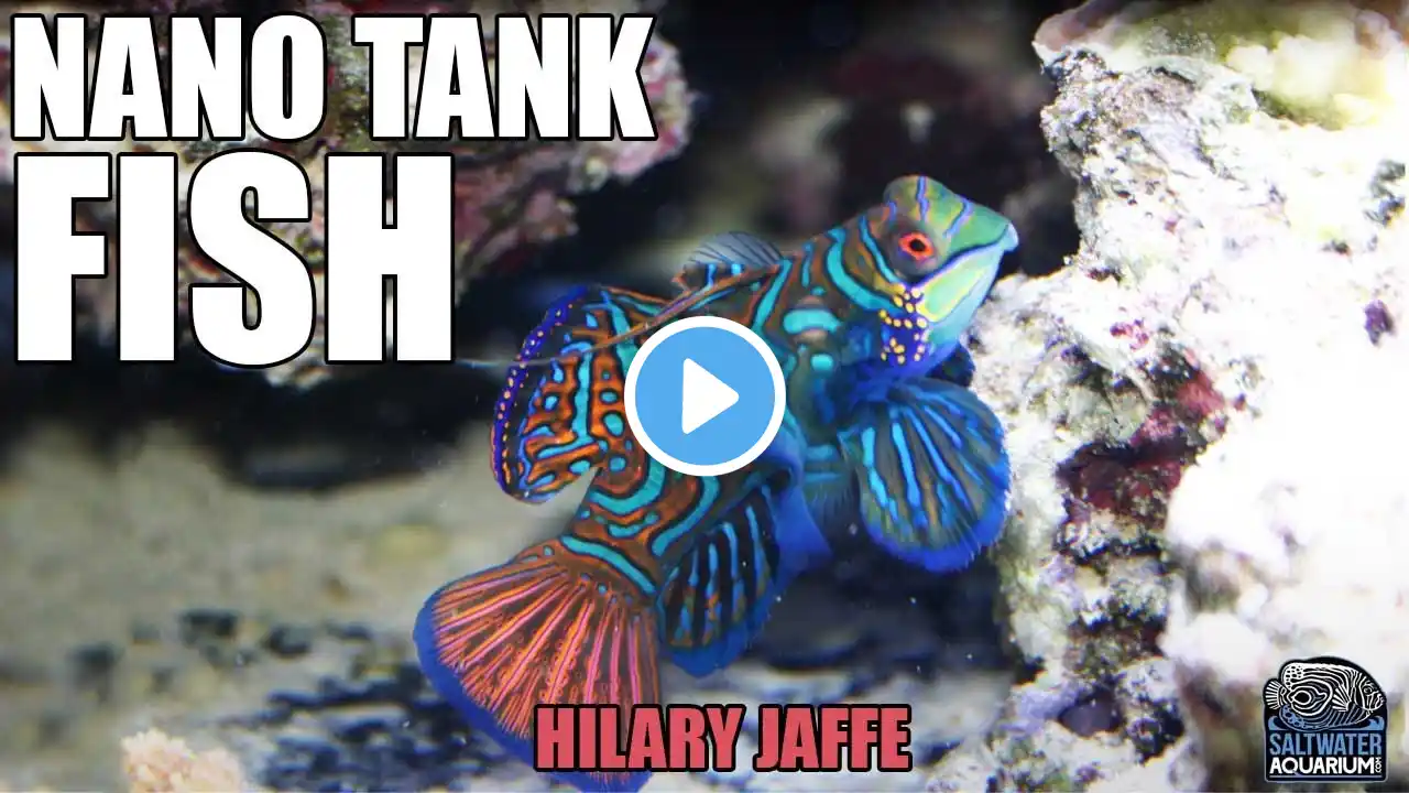FISH For A 20-Gallon NANO Reef Tank! - Hilary Jaffe