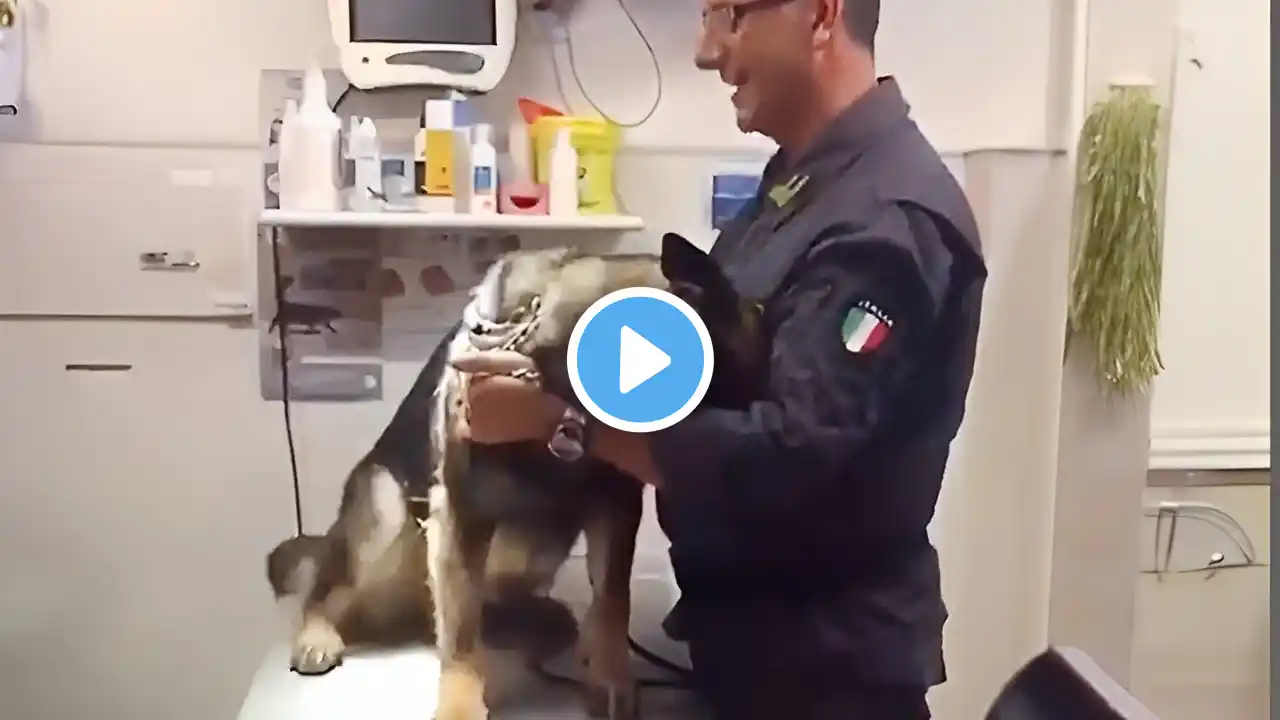 Even the Police dogs turn small at the vet🤣 Funny Pet Video