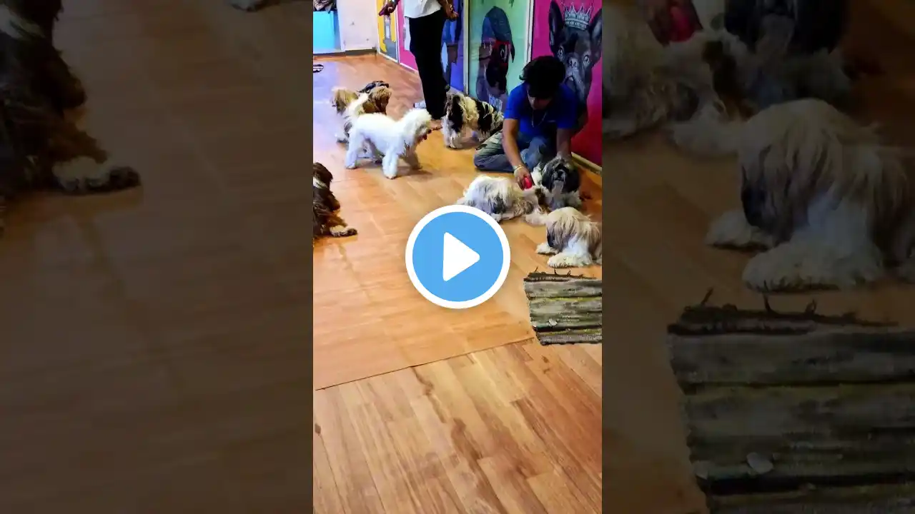 Pet 43#shorts #short #trending #viralvideo #dog #pet #puppy #pets #doglover #cat  #petlover #shorts