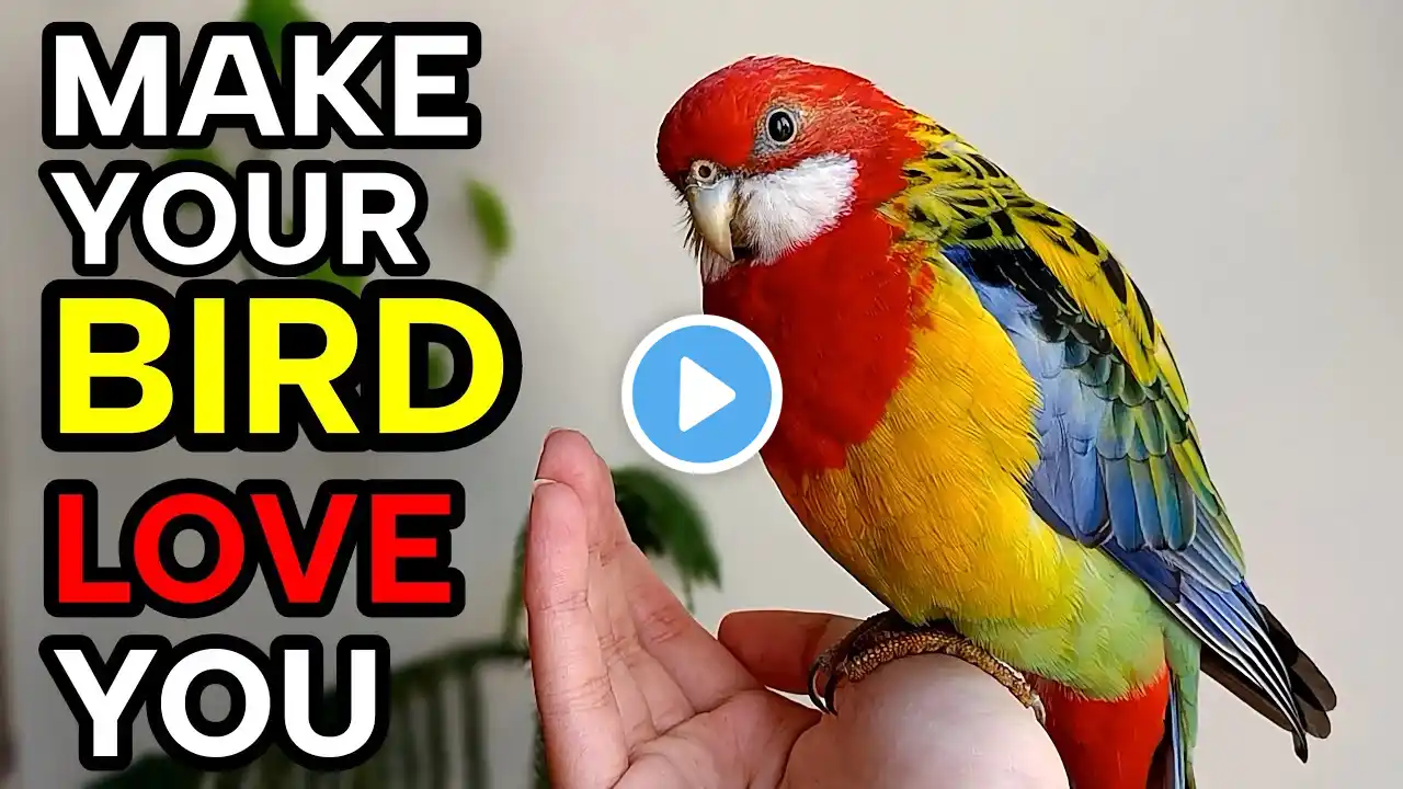 5 Ways To Make Your Bird Love You