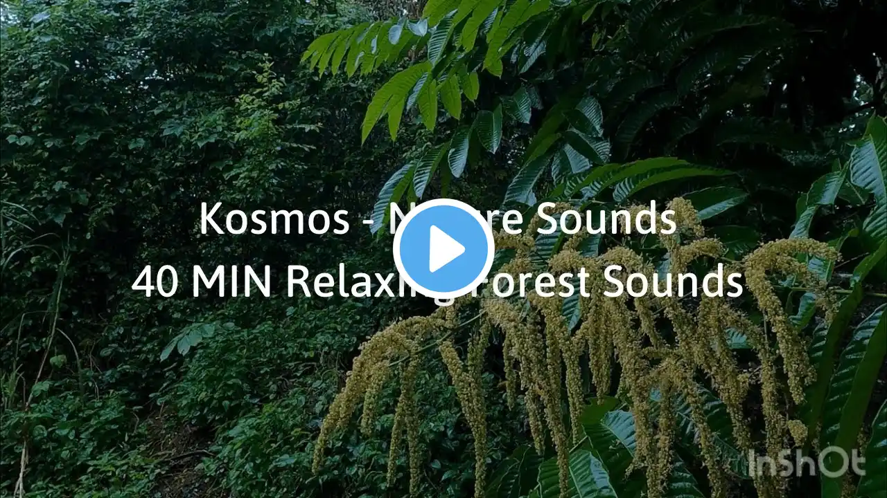 40 MIN Relaxing & Calm Forest Sounds for Deep Meditation MoodRelaxing & Chill time.