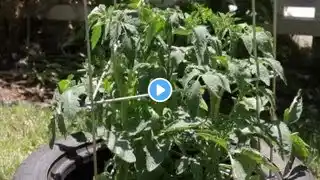 How to Bring Back Tomatoes From Dry, Hot Weather & Dry Leaves on Tomato Plants : Garden Space