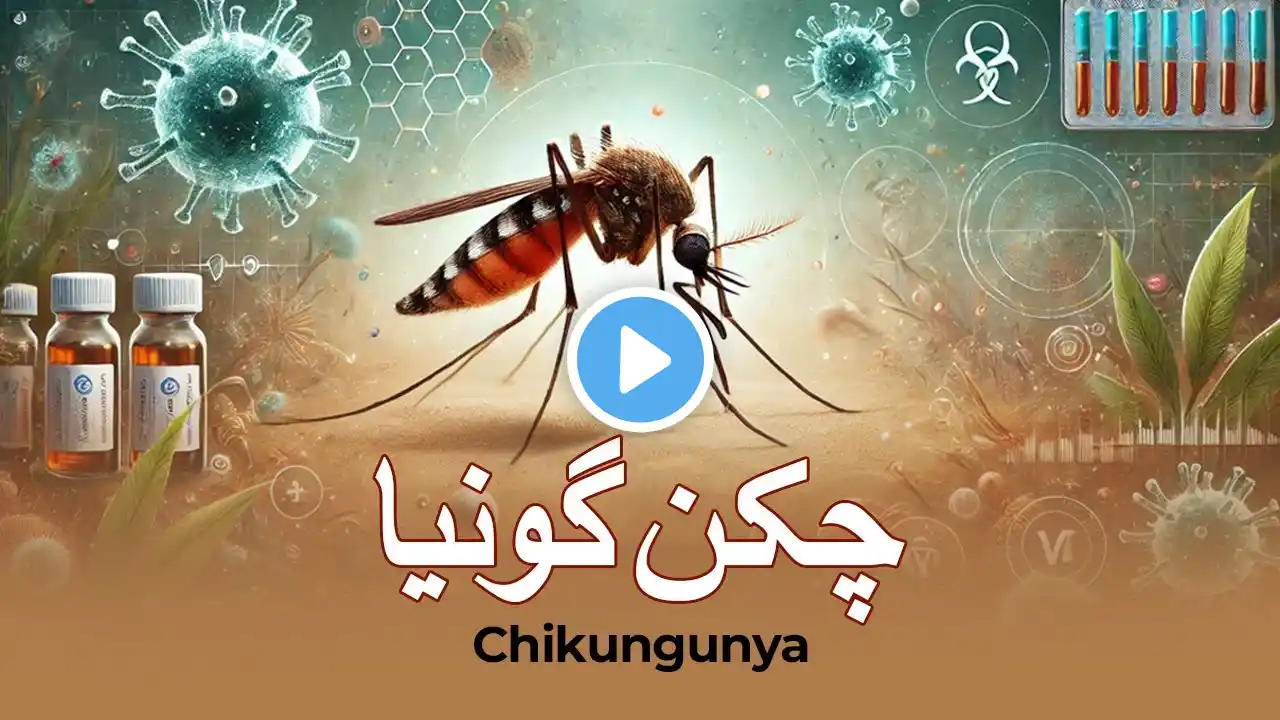 Chikungunya Ka Ilaj, Symptoms & Prevention | Complete Information in Hindi/Urdu