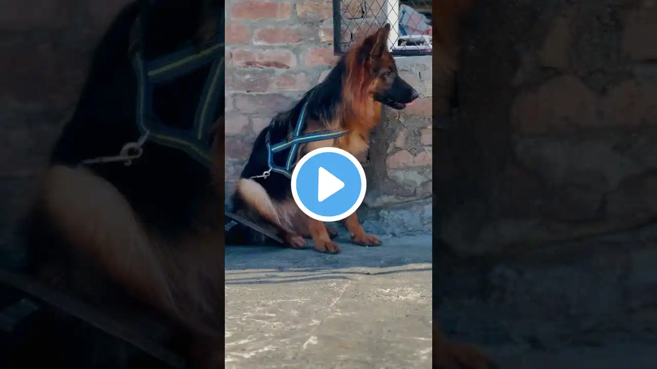 The queen Bella  German shepherd #pets #dogs #puppies #shorts #short #shortvideo #shortsindia #viral