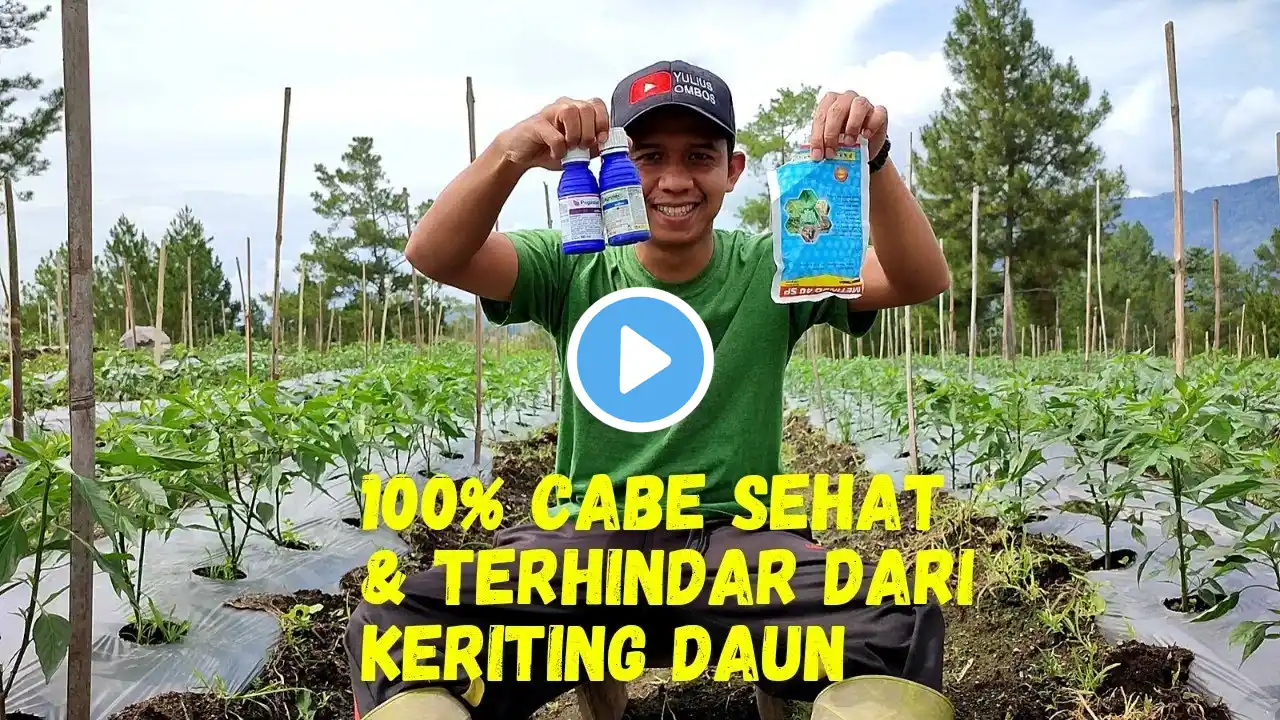 Cara Mencegah & Mengatasi Keriting Daun Pada Tanaman Cabe