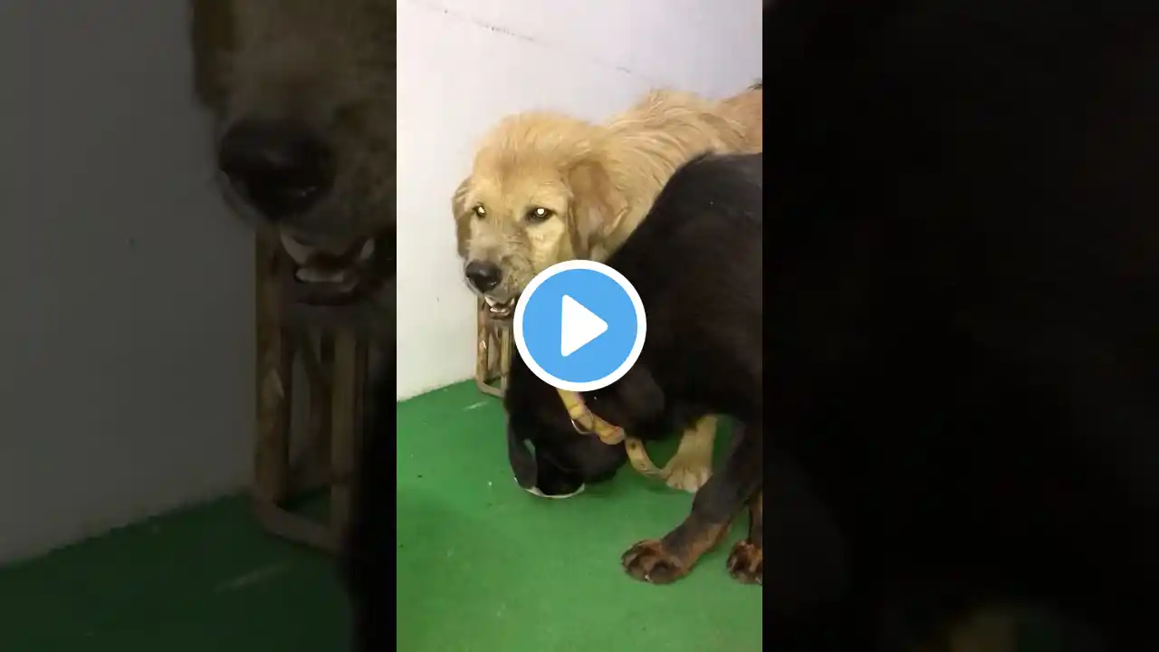World 🌎 dangerous dog 😱 || Bhotiya || price 1lakh pure 😱 #shortsfeed #shortsviral #trending