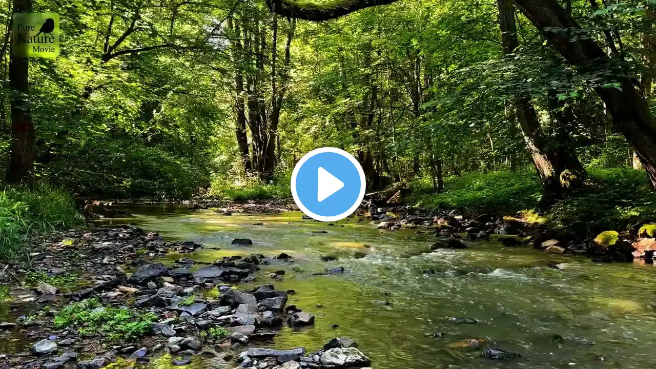 Relaxing Meditation Pure Nature Sounds: River, Birds, Forest and healing 969 MHz for mind shift