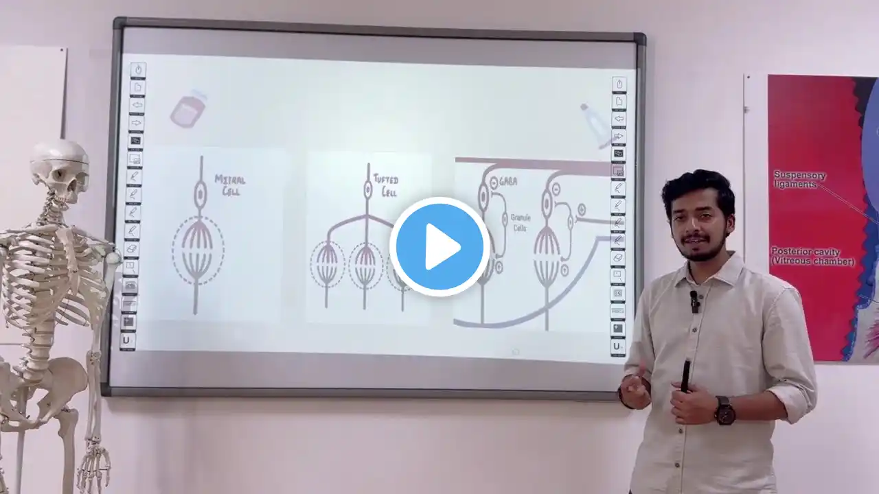 Cranial Nerve Part 1