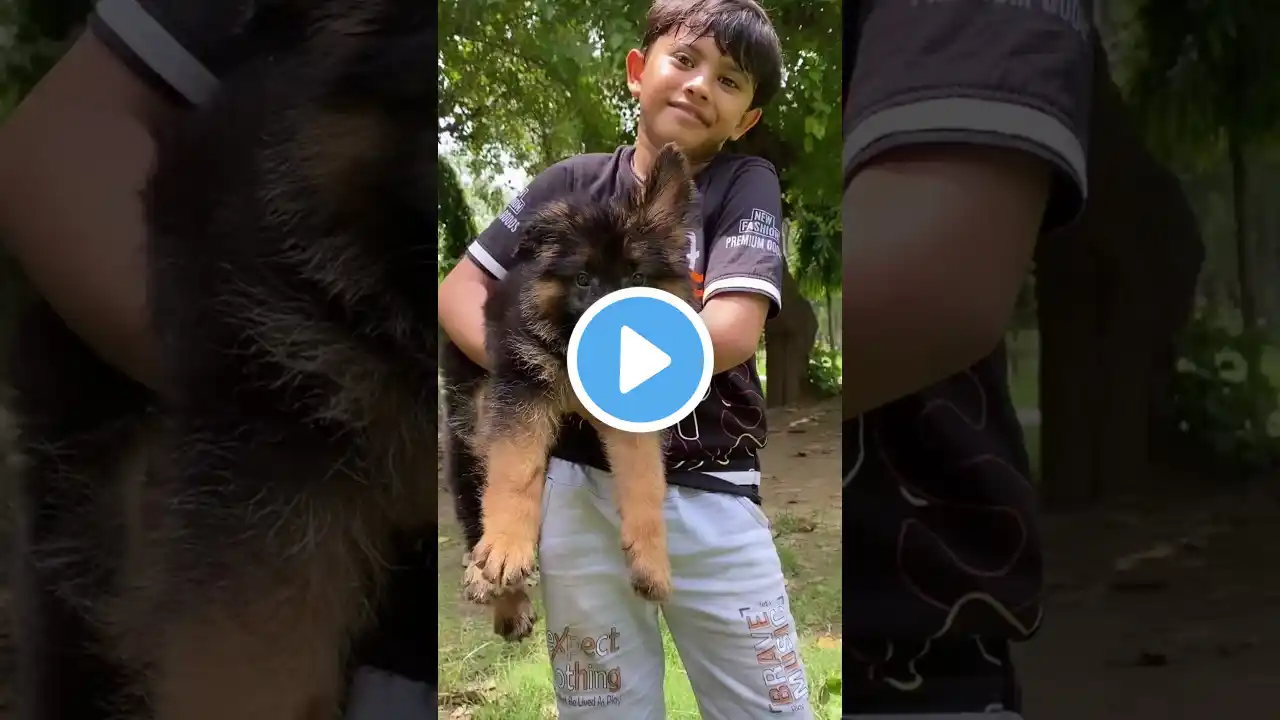 import bloodline long coat puppies #germanshepherd #dog #shortvideo #shorts #short #youtubeshorts