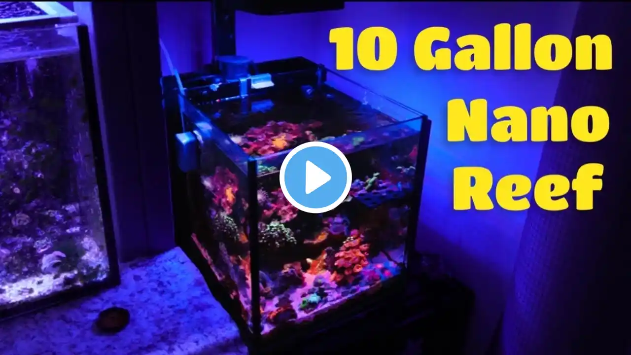 Nano Reef Update! 10G SALTWATER AQUARIUM setup