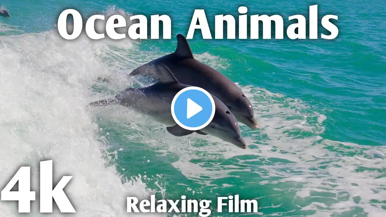 4K- Ocean Animals Wildlife Film With Calming Music | Sea Animals For Relaxation