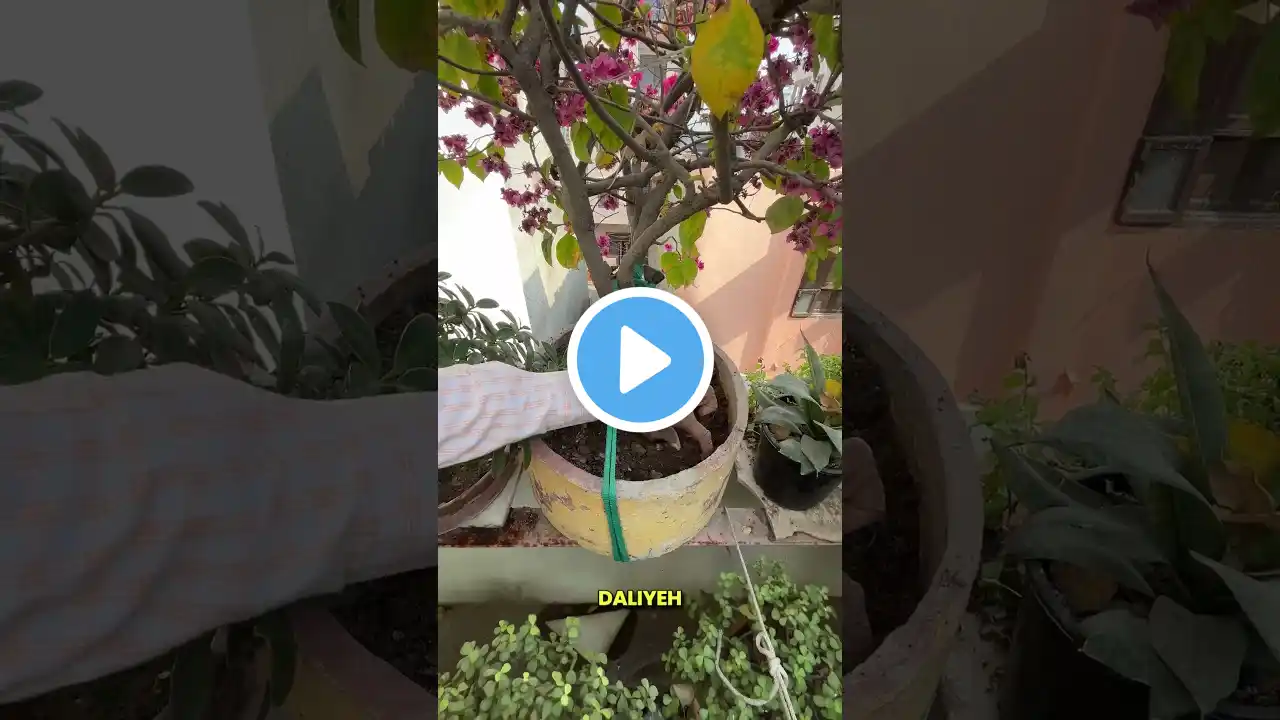 🌸 Bougainvillea Blooming Secrets: Organic Fertilizers & Root Pruning🌿✨ #shorts #bougainvillea