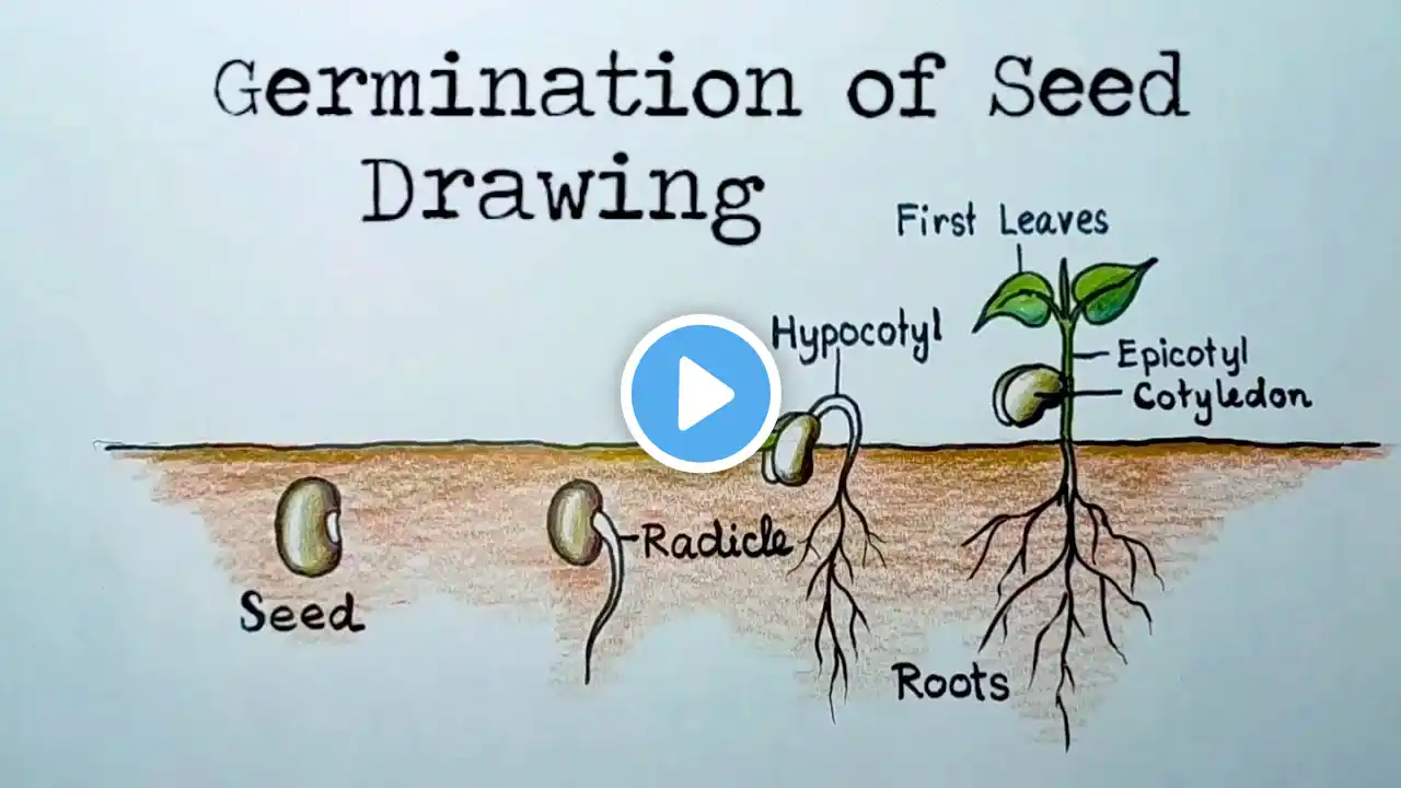 How to draw Seed germination easy way/ Stages Germination of seed drawing