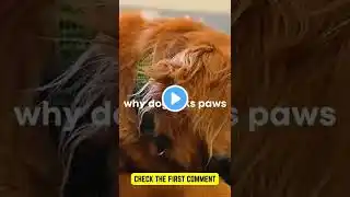 why dog licks paws #shorts