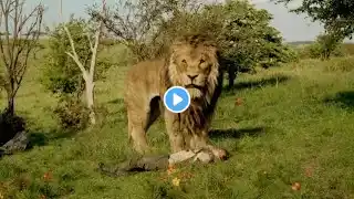 Lion attack sence | Kevin The Hunter (2024) Hindi HDTS