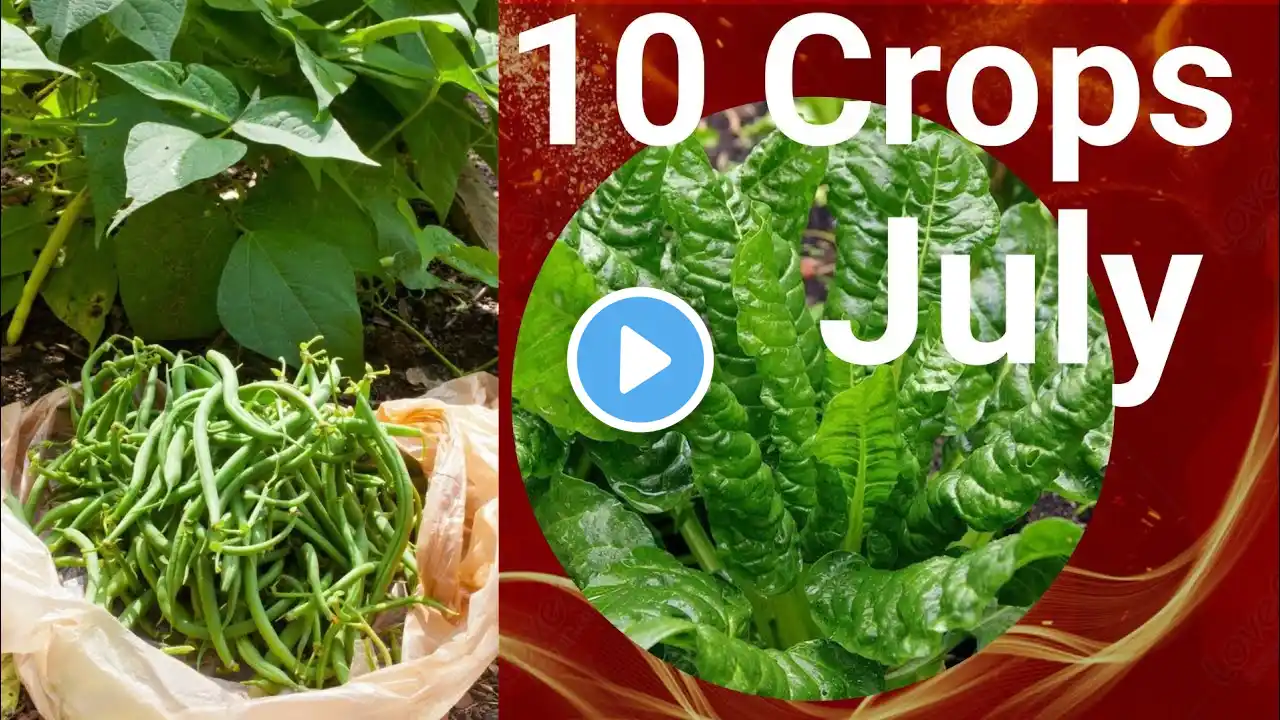 10 Crops You`d Be Silly not to Plant in July Right Now