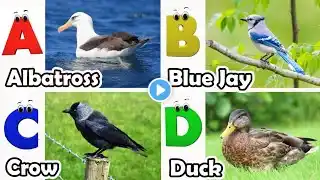 ABC Song | Birds ABC Song | Phonics for Kids| Learn ABC, Baby | Alphabet Letters