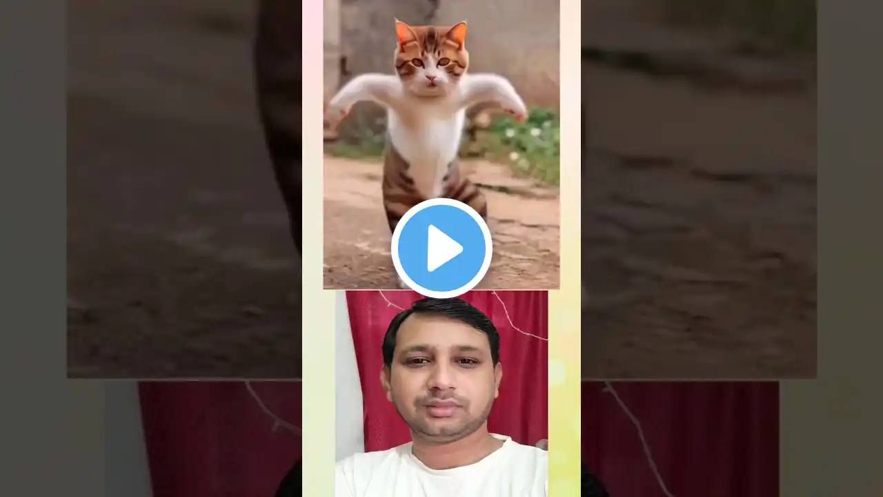 Bullet Pe Gediyan | Cat Dance Video