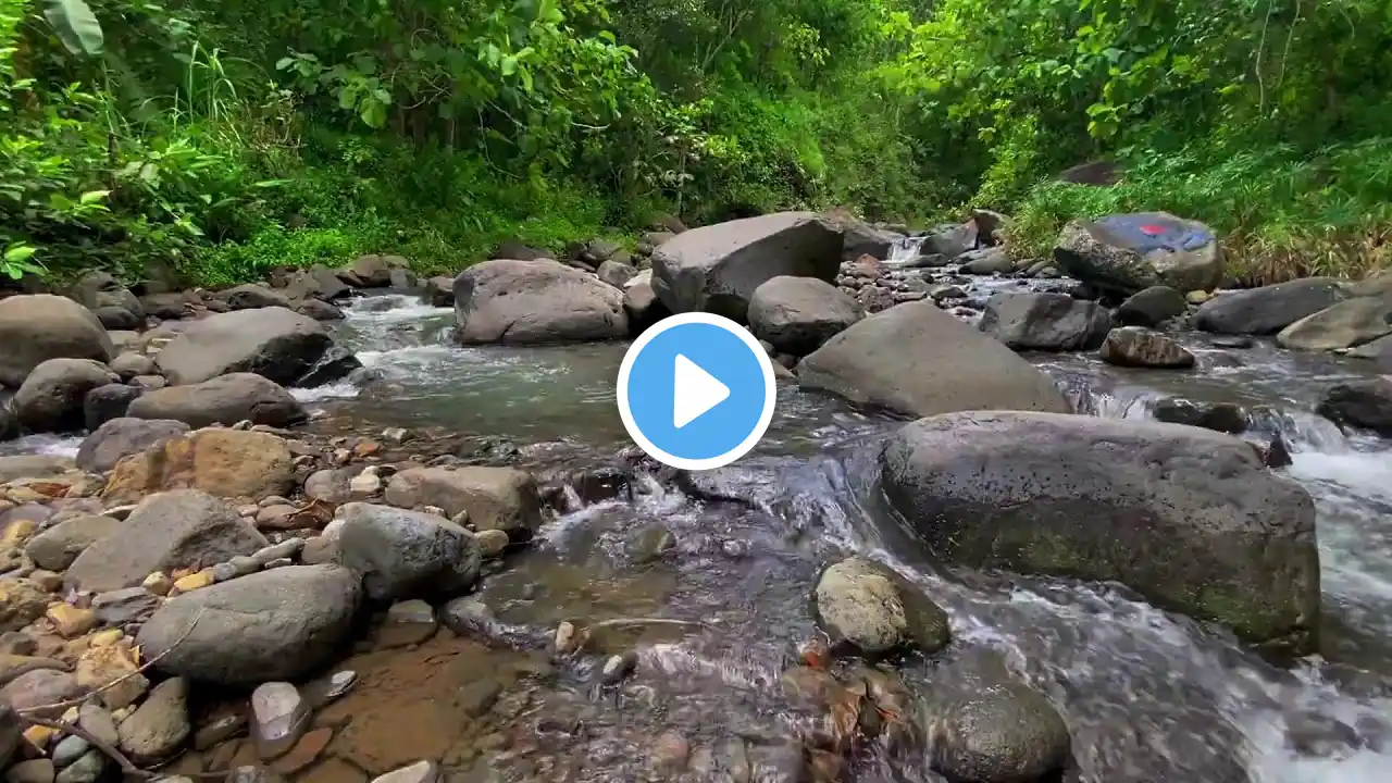 Tranquil Green Stream Flowing Through a Lush Forest with Peaceful Nature Sounds