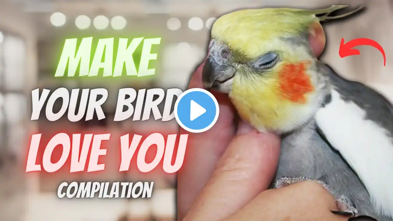 How to Make Your Cockatiel Bird Love You 💖 | Compilation