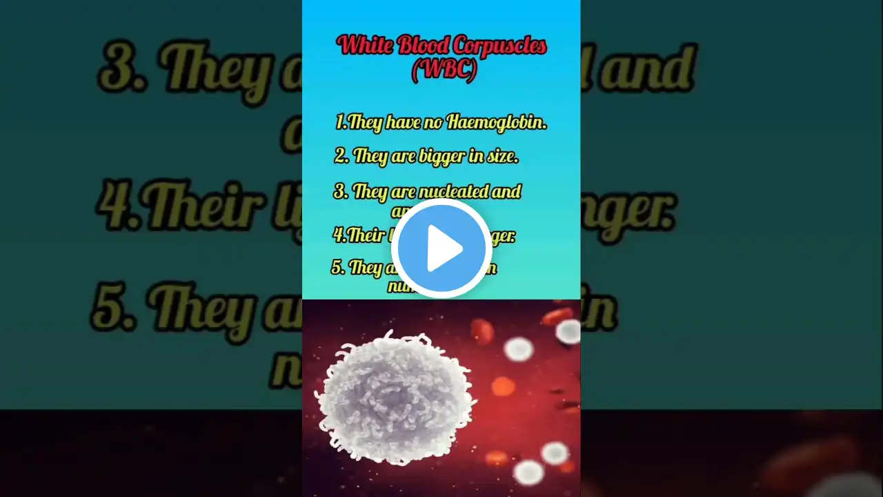 White Blood Corpuscles (WBC) #wbc #biology #shortfeed #shortsvideo