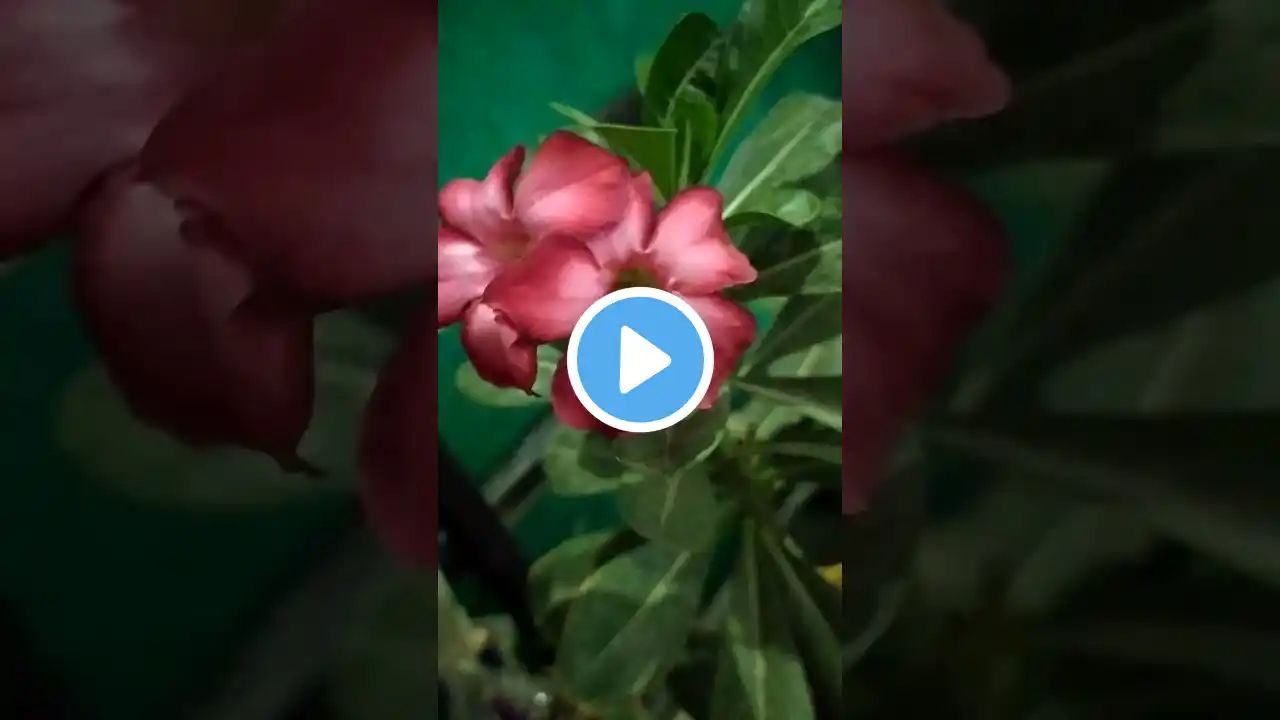 #shorts #short #trending #viral #ytshorts #adenium #flowers #garden #natureworld1616 #flower