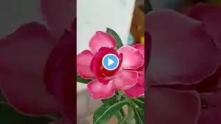 #shorts #short #trending #viral #adenium #ytshorts #flowers #garden #desert_rose #flower