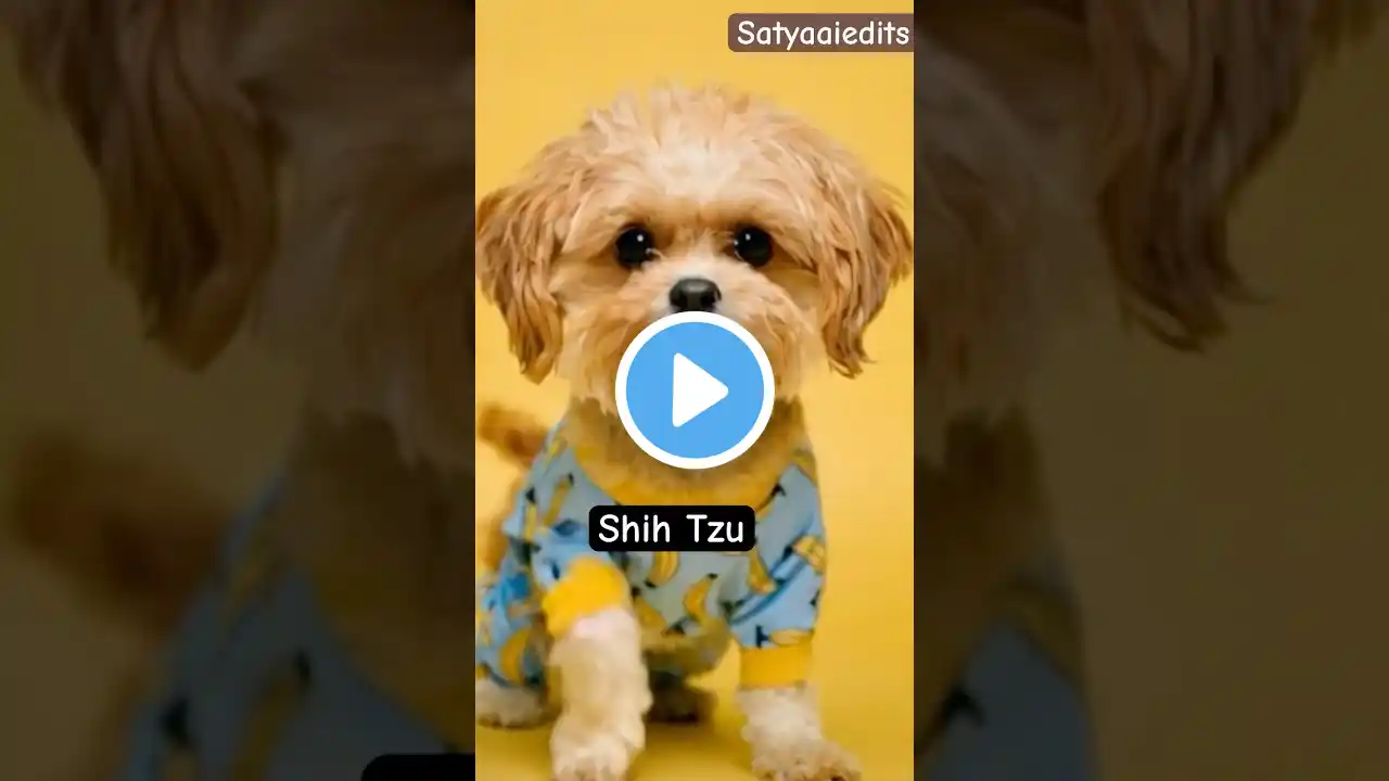 Shih tzu 🐶 Tom 🍓Jerry Real End Twist #shorts #pets #animals #youtubeshorts #shihtzu #dog